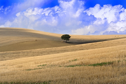 Economia attuale della Spagna - Agricoltura